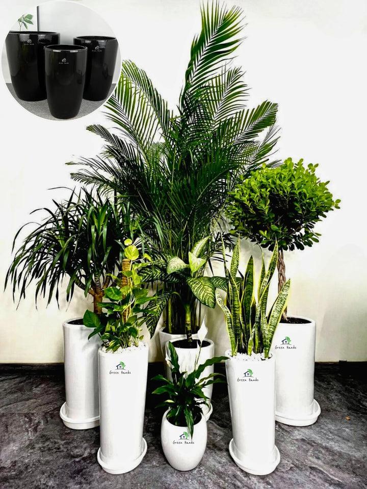 Corporate-Bundle-of-9-plants-Mixed-Light-in-Black-Ceramic-Pots