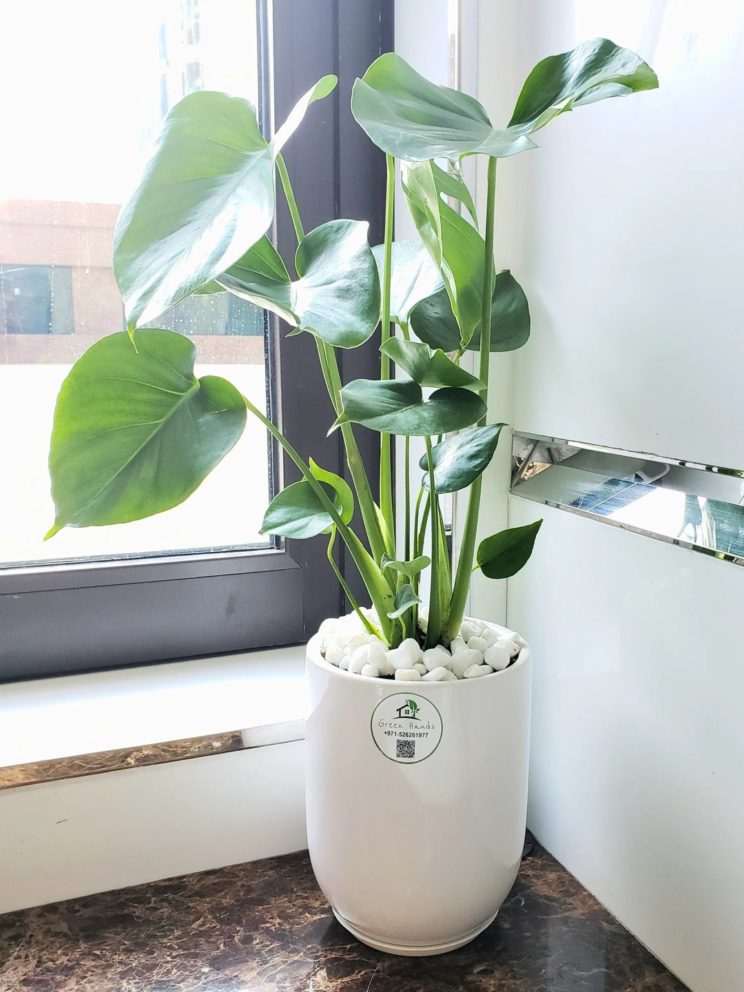 Desktop-Monstera-in-White-Ceramic-Pot