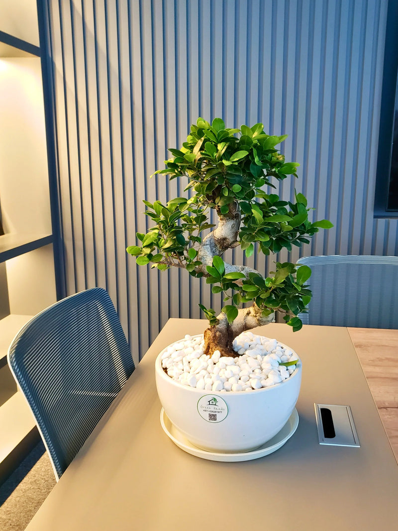 files/Desktop-S-Shape-Bonsai-in-Flat-White-Ceramic-Pot.webp