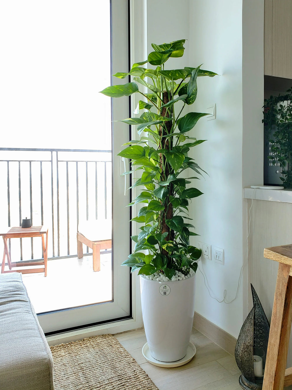 Extra-Large-Money-Plant-in-White-Ceramic-Pot