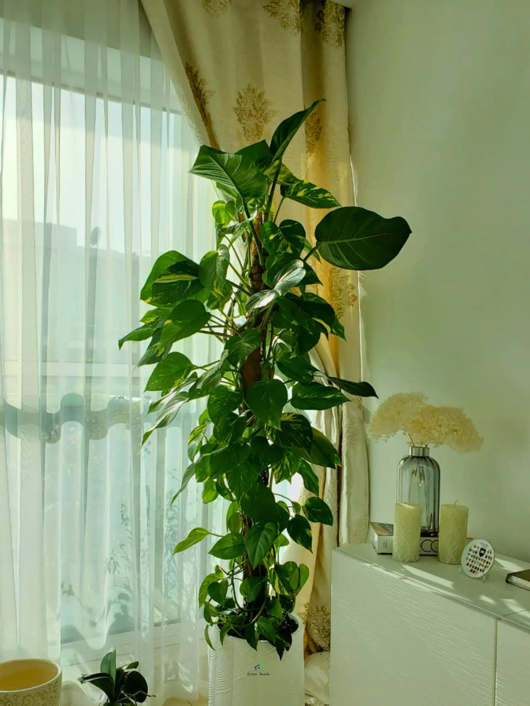 XL Money Plant: Prosperity in a Pot