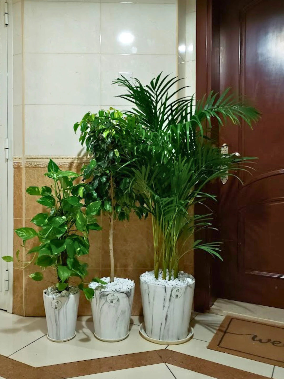 Potted Areca Palm, Ficus Benjamina, Money Plant | Premium Indoor Plants Bundle