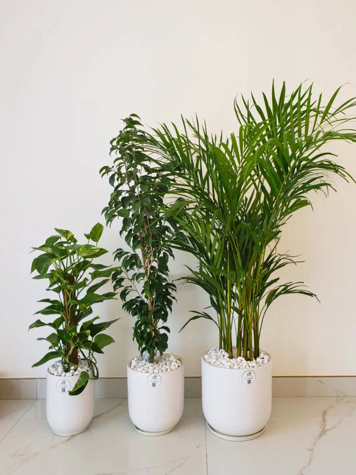 Potted Areca Palm, Ficus Benjamina, Money Plant | Premium Indoor Plants Bundle