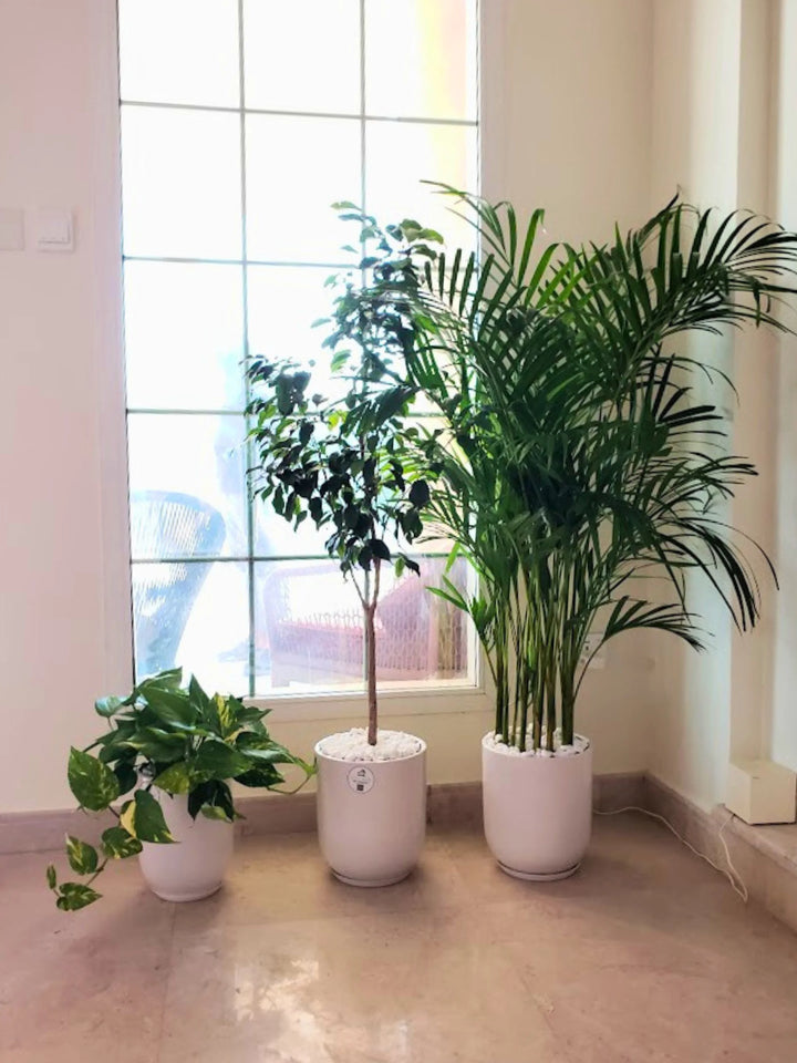 Potted Areca Palm, Benjamina, Money Plant | Three Plants Bundle