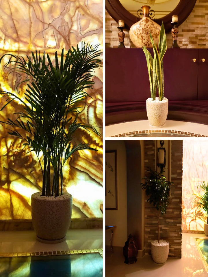 Large Areca Palm, Snake Plant, and Fig Tree | Three Plants Bundle | Matching Pots