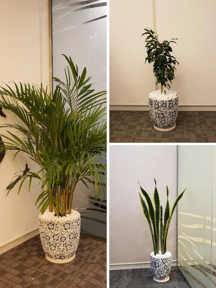 Large Areca Palm, Snake Plant, and Fig Tree | Three Plants Bundle | Matching Pots