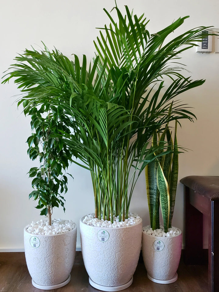 Large Areca Palm, Snake Plant, and Fig Tree | Three Plants Bundle | Matching Pots