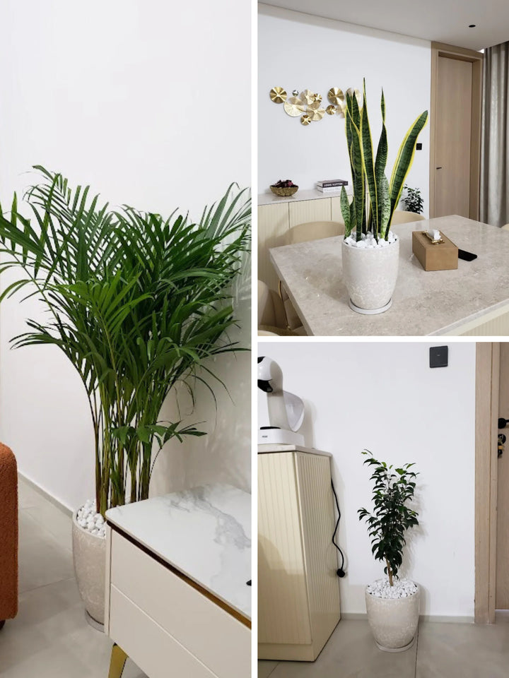 Large Areca Palm, Snake Plant, and Fig Tree | Three Plants Bundle | Matching Pots