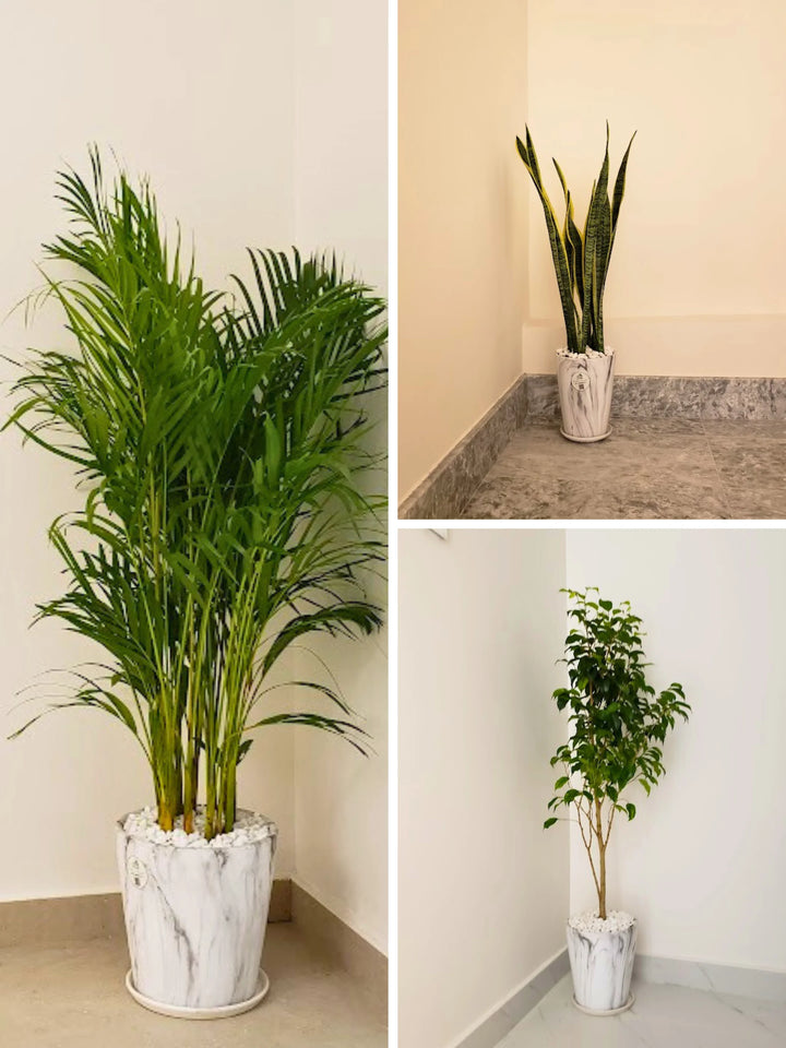 Large Areca Palm, Snake Plant, and Fig Tree | Three Plants Bundle | Matching Pots