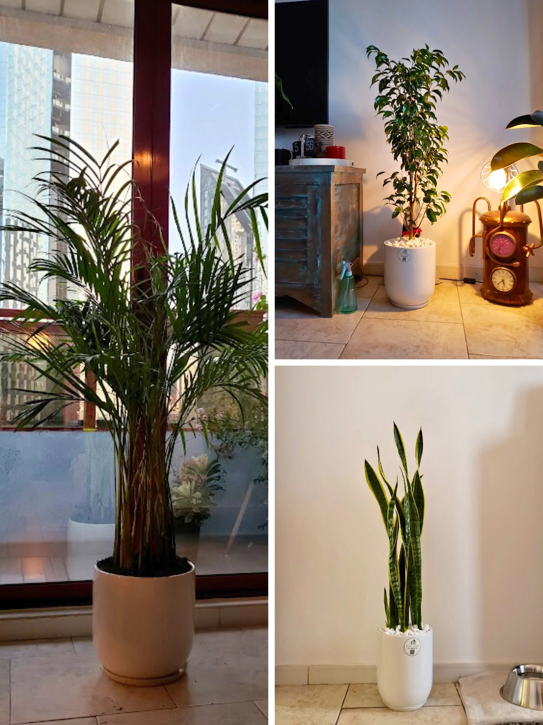 Large Areca Palm, Snake Plant, and Fig Tree | Three Plants Bundle | Matching Pots