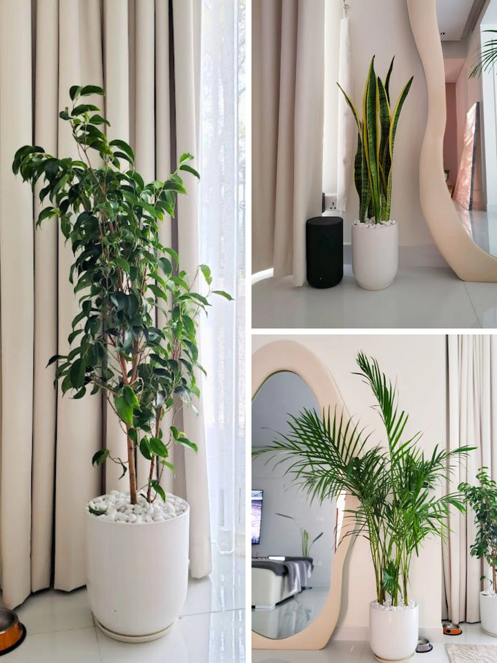 Large Areca Palm, Snake Plant, and Fig Tree | Three Plants Bundle | Matching Pots