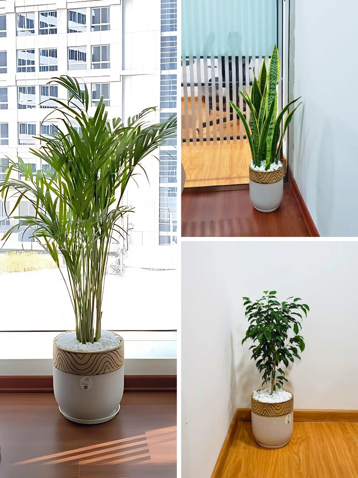 Large Areca Palm, Snake Plant, and Fig Tree | Three Plants Bundle | Matching Pots