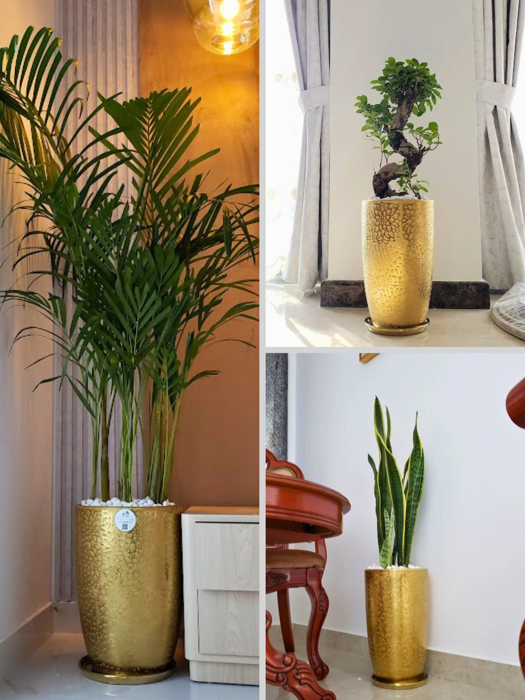 Three Plants Bundle: Potted Areca Palm, Snake Plant, and S Bonsai Tree - A Complete Indoor Garden Solution