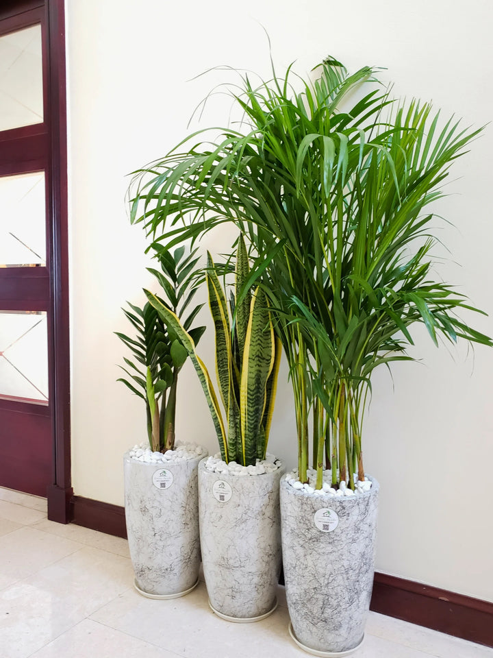 Potted Large Areca Palm, Snake, ZZ | Three Plants Bundle