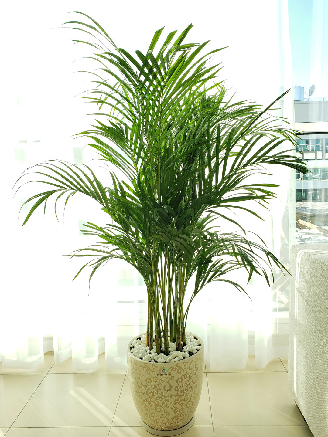 Large-Areca-Palm-in-30cm-Beige-Floral-Ceramic-Pot