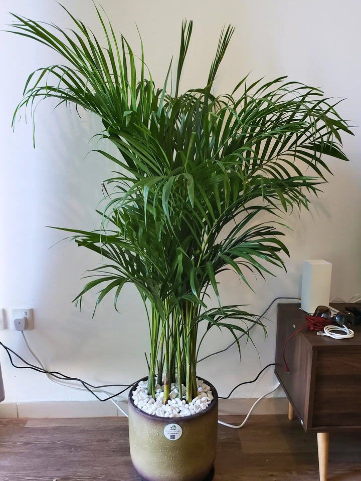 Large-Areca-Palm-in-30cm-Forest-Hue-Ceramic-Pot