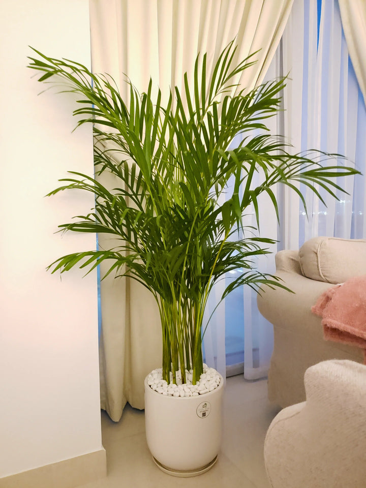 Large-Areca-Palm-in-30cm-White-Ceramic-Pot