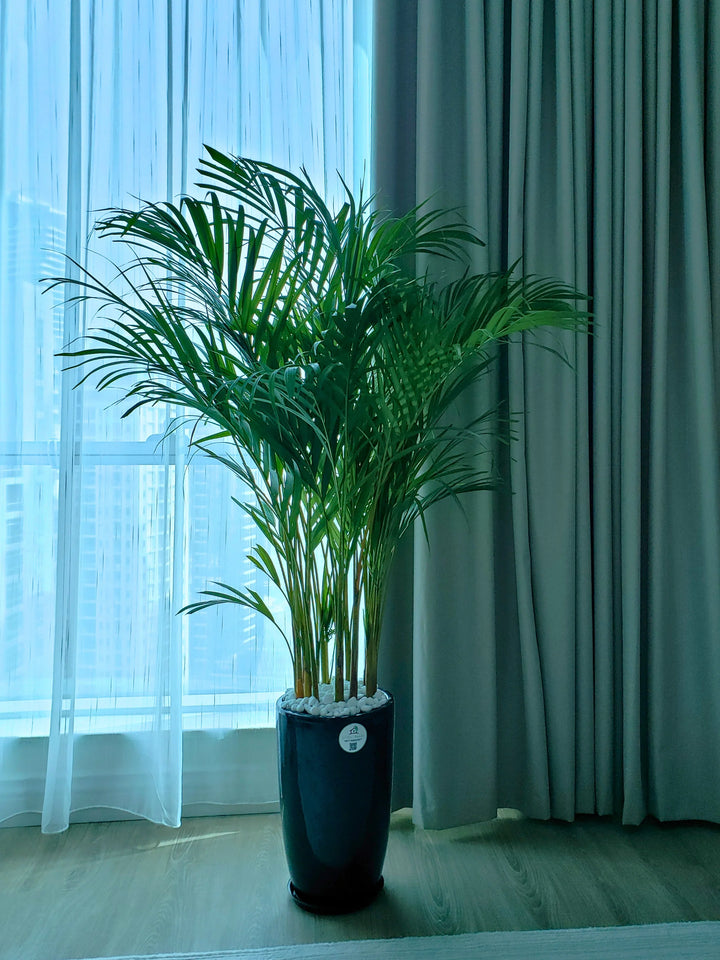 Large-Areca-Palm-in-40cm-Black-Ceramic-Pot