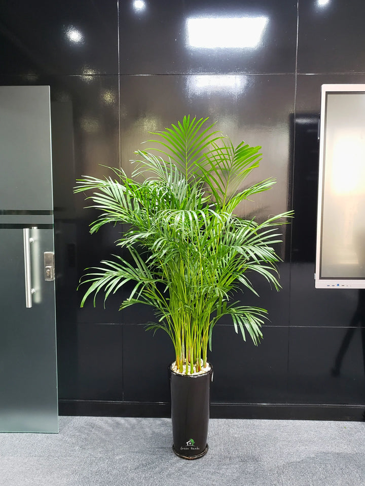 Large-Areca-Palm-in-50cm-Black-Ceramic-Pot