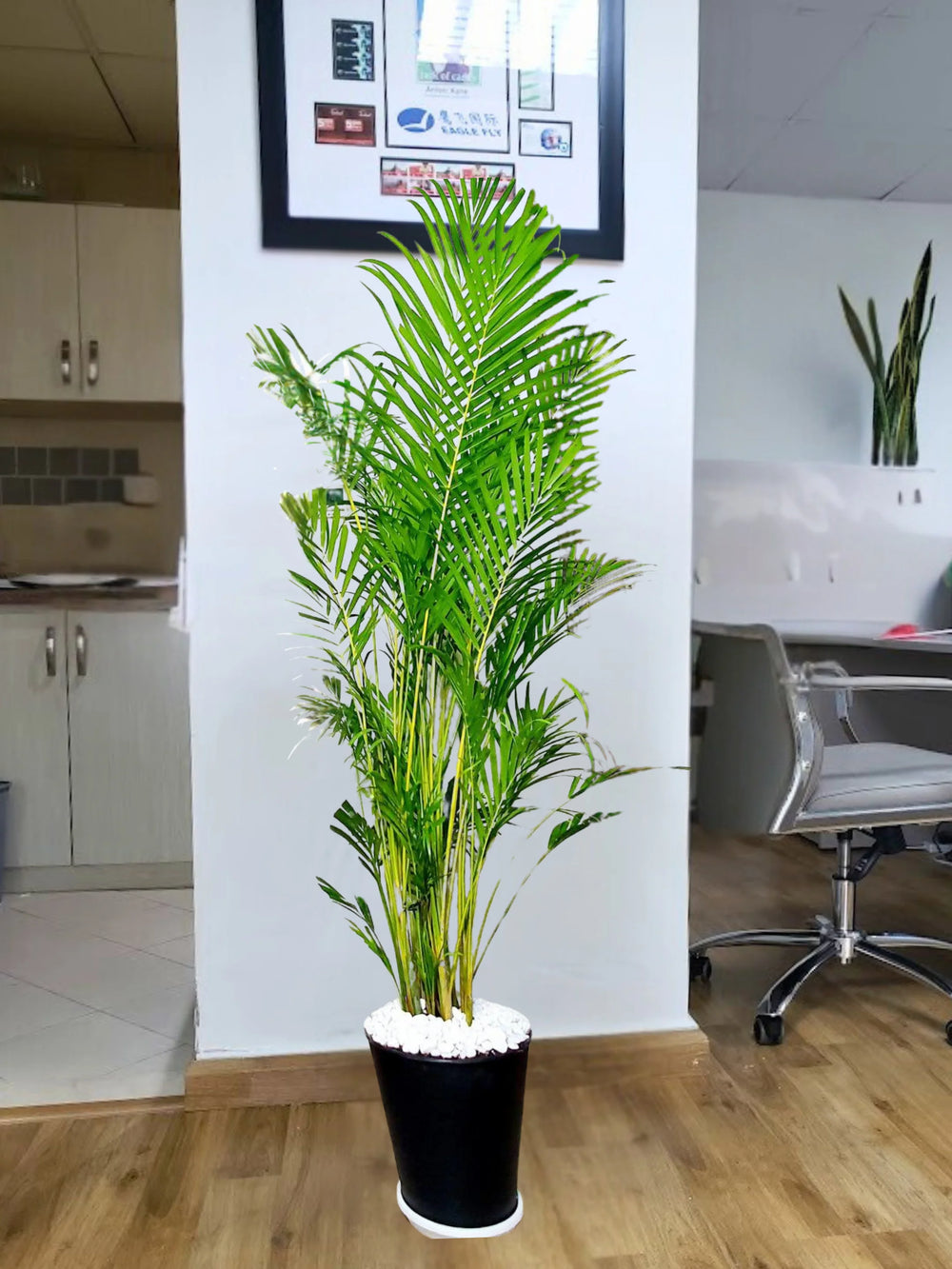 Large-Areca-Palm-in-Black-Flexible-Pot