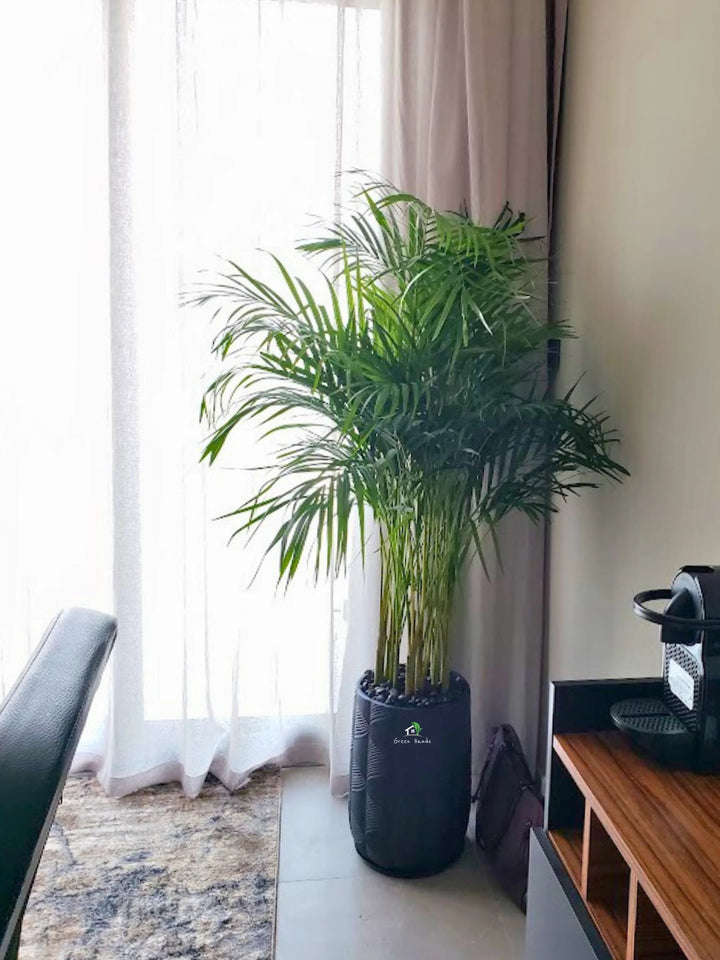 Large-Areca-Palm-in-Premium-Black-Fiber-Pot