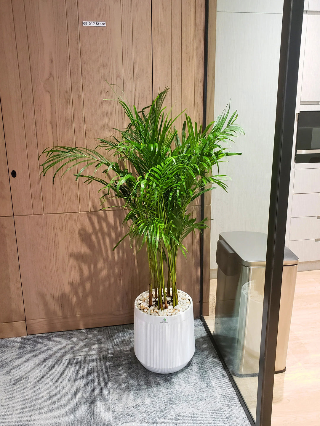 Large-Areca-Palm-in-Premium-White-Fiber-Pot