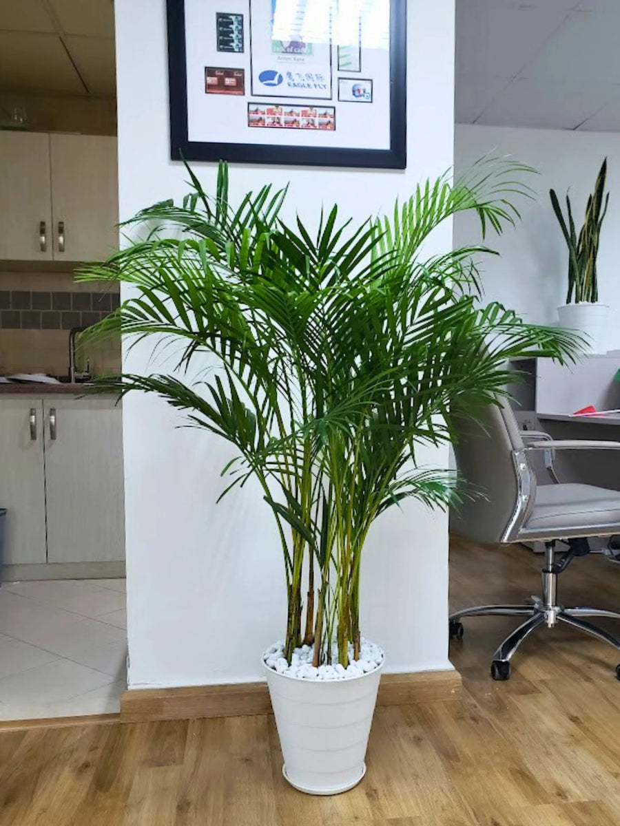 Large-Areca-Palm-in-White-Flexible-Pot