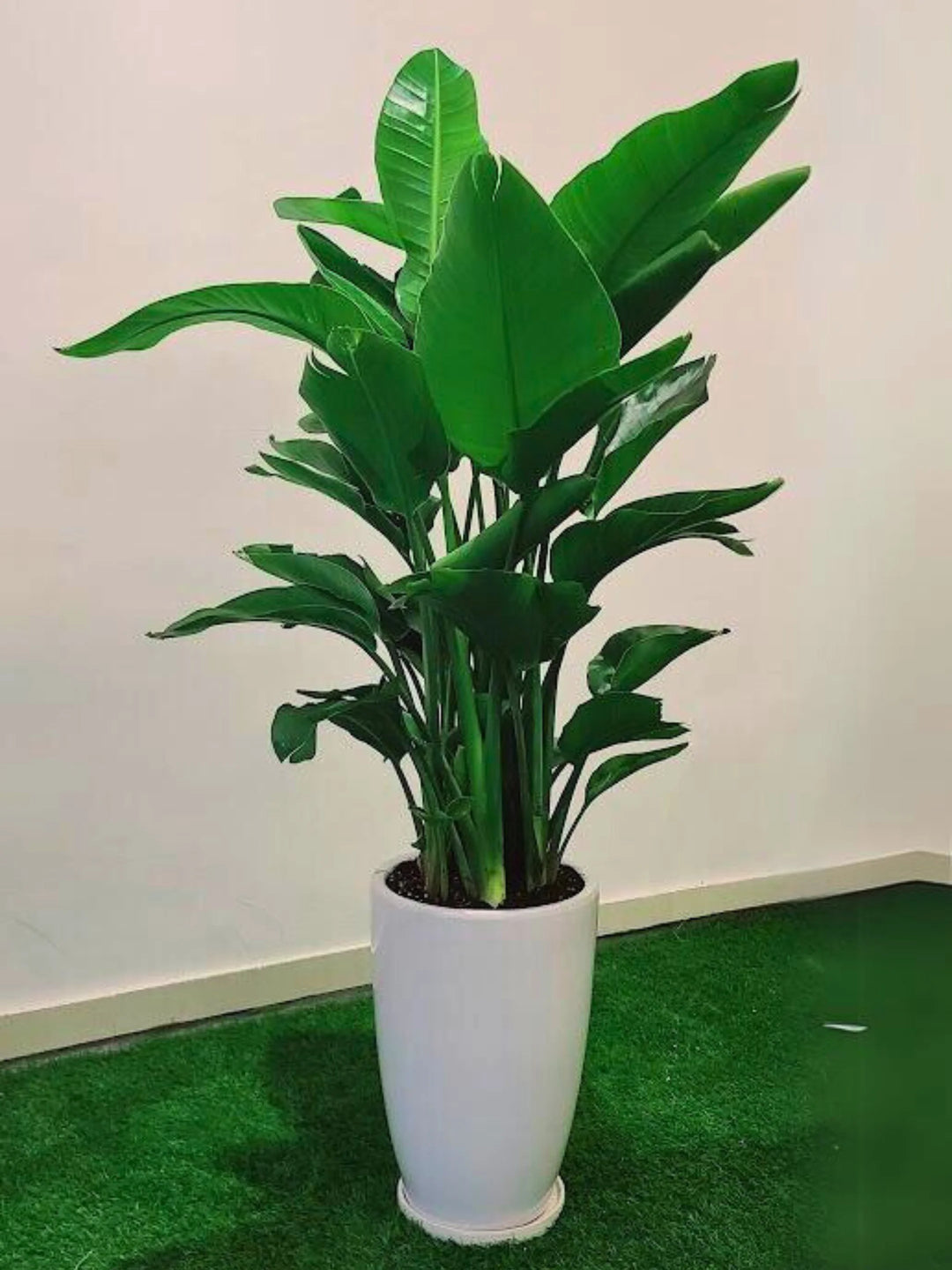 Large-Bird-of-Paradise-in-White-Ceramic-Pot-2