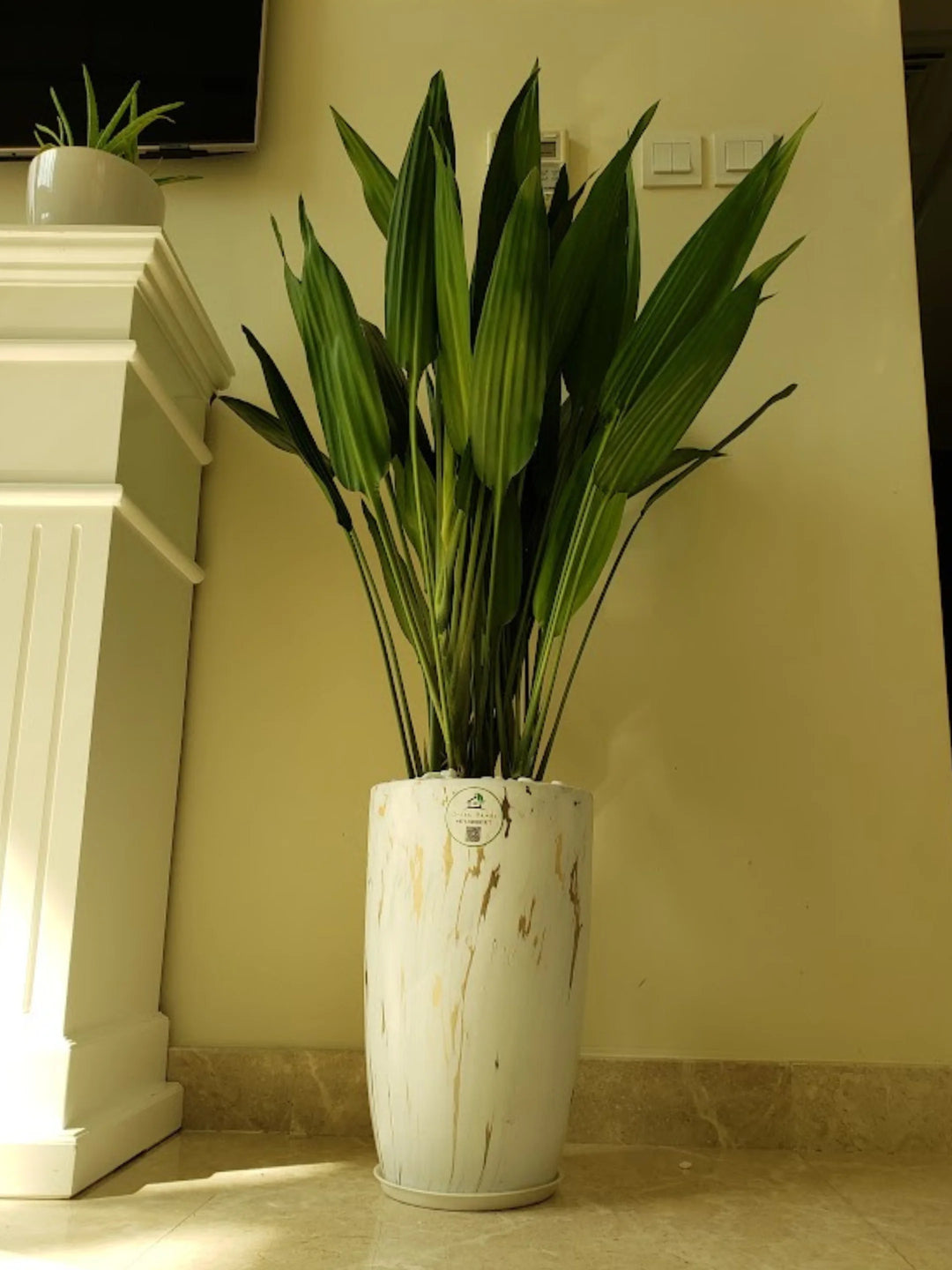 Large-Cast-Iron-Plant-in-Premium-Marble-Gold-Ceramic-Pot