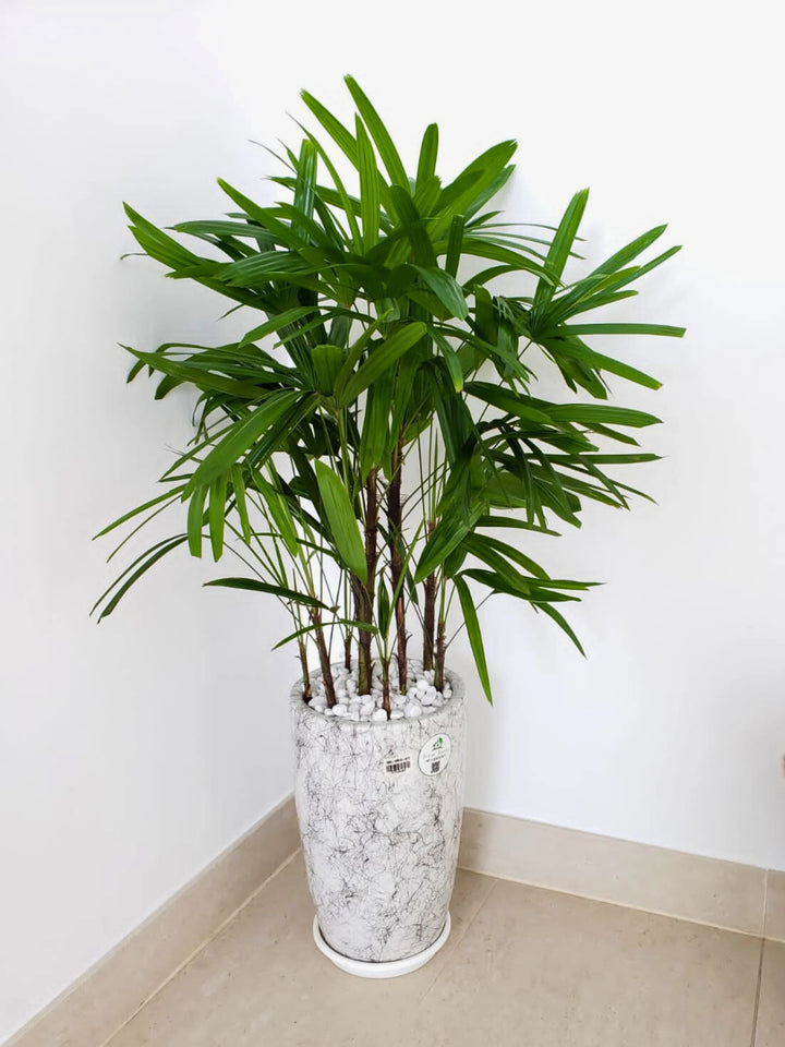 Large-Lady-Palm-in-Marble-Ceramic-Pot