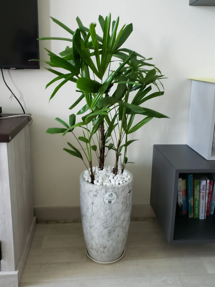 Large-Lady-Palm-in-Marble-Ceramic-Pot_2