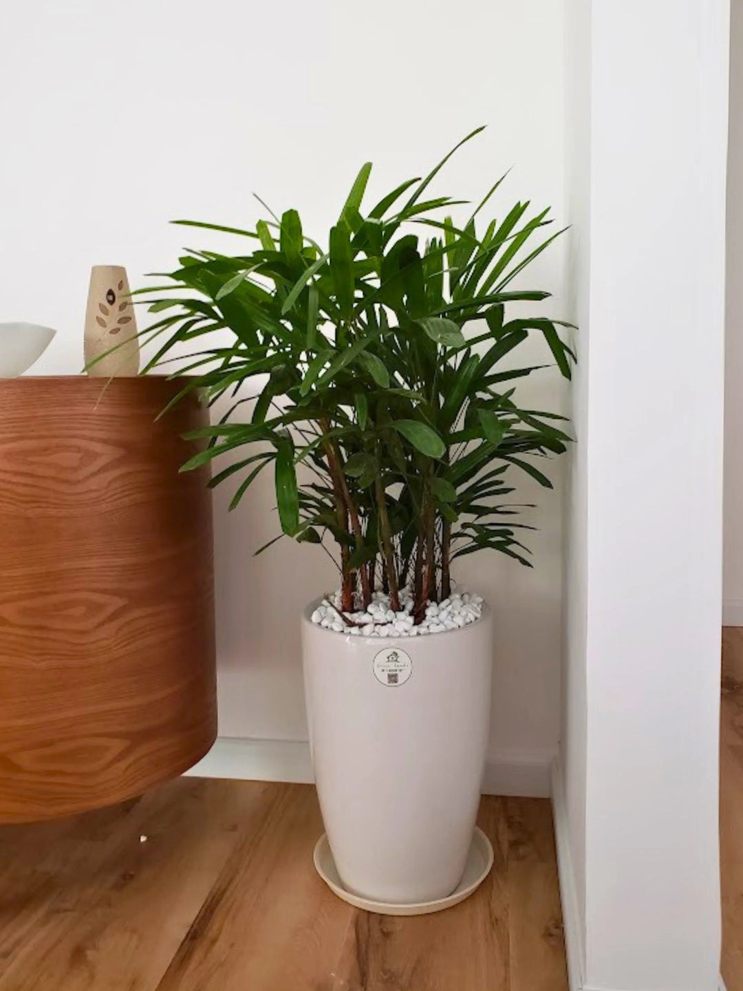 Large-Lady-Palm-in-White-Ceramic-Pot