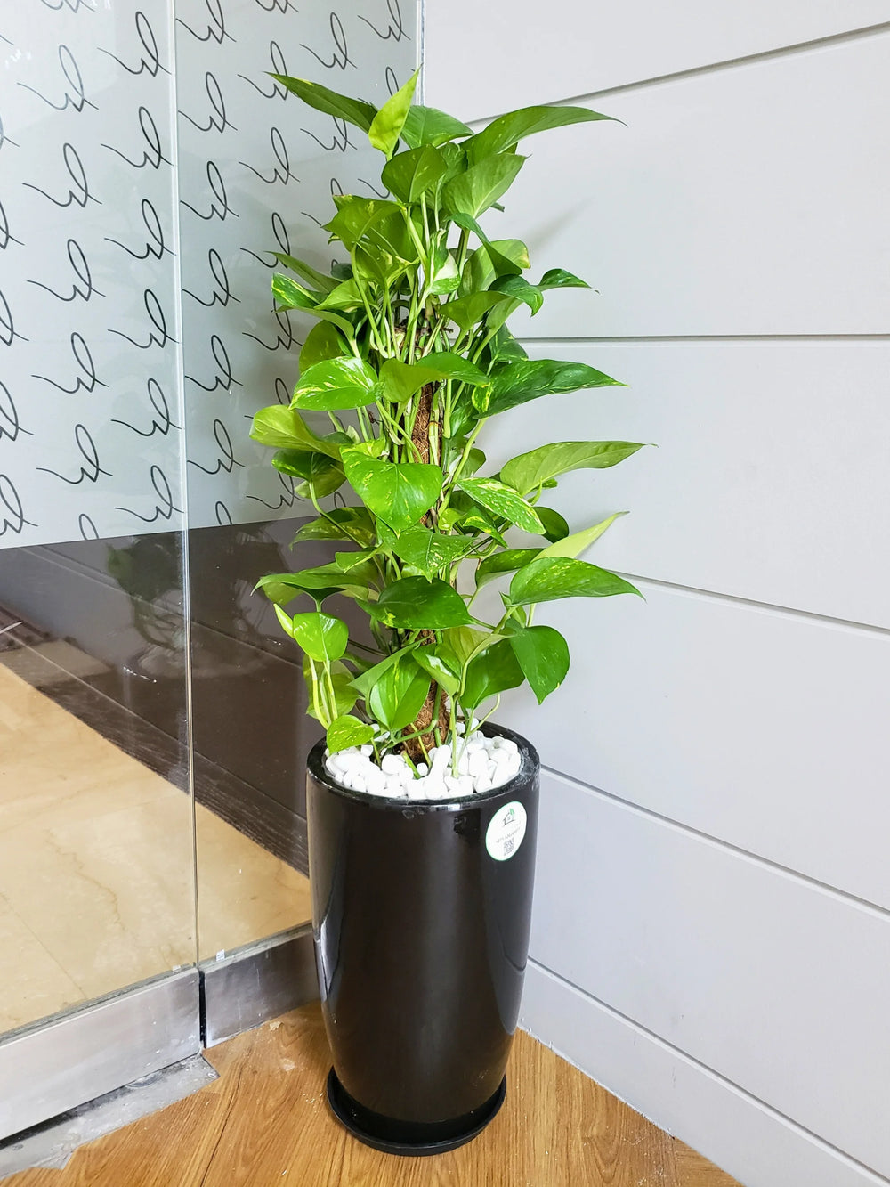 Extra-Large-Money-Plant-in-Black-Ceramic-Pot