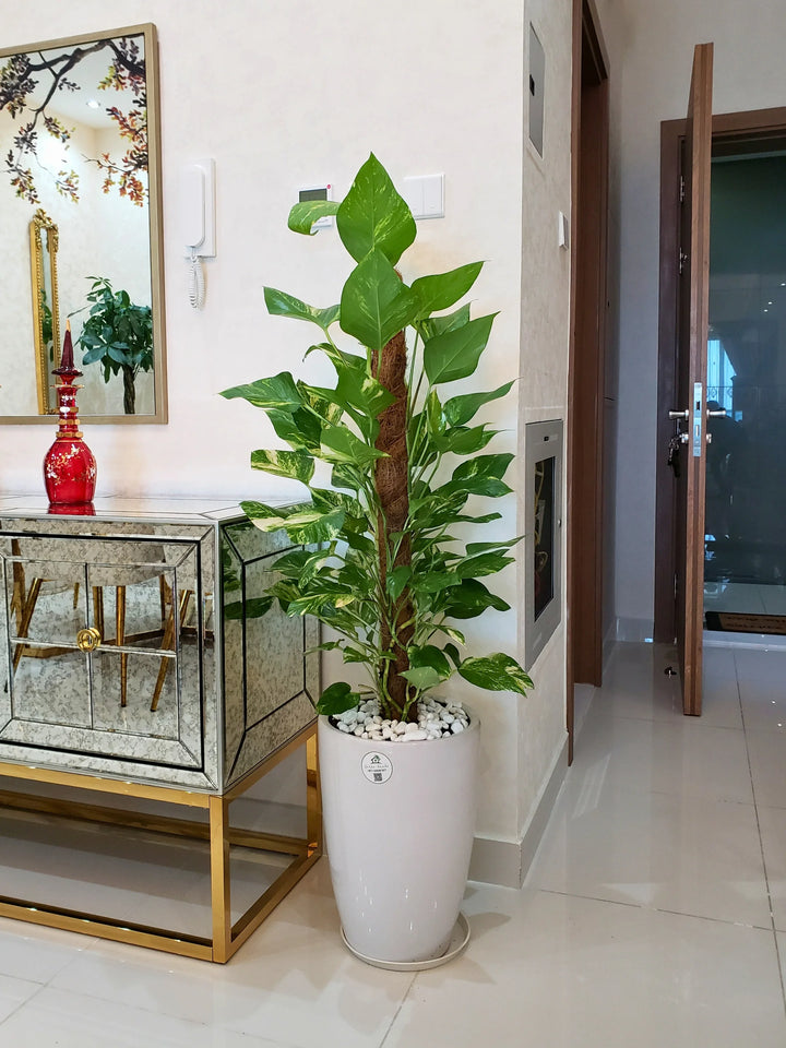 Large-Money-Plant-in-White-Ceramic-Pot