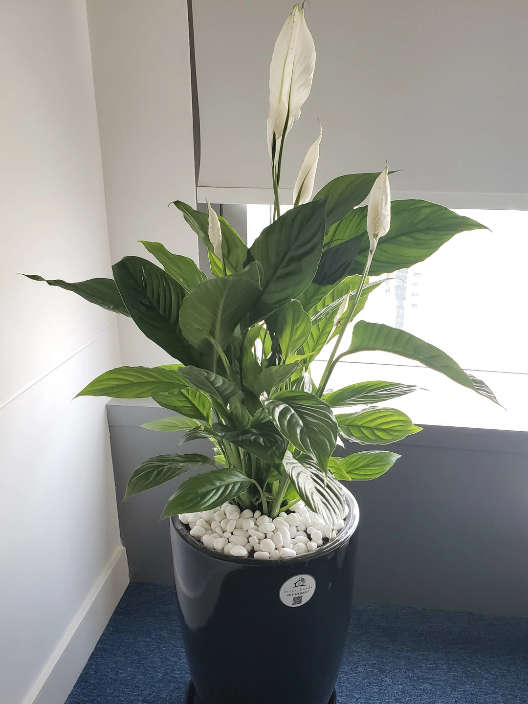 Large-Peace-Lily-in-Black-Ceramic-Pot