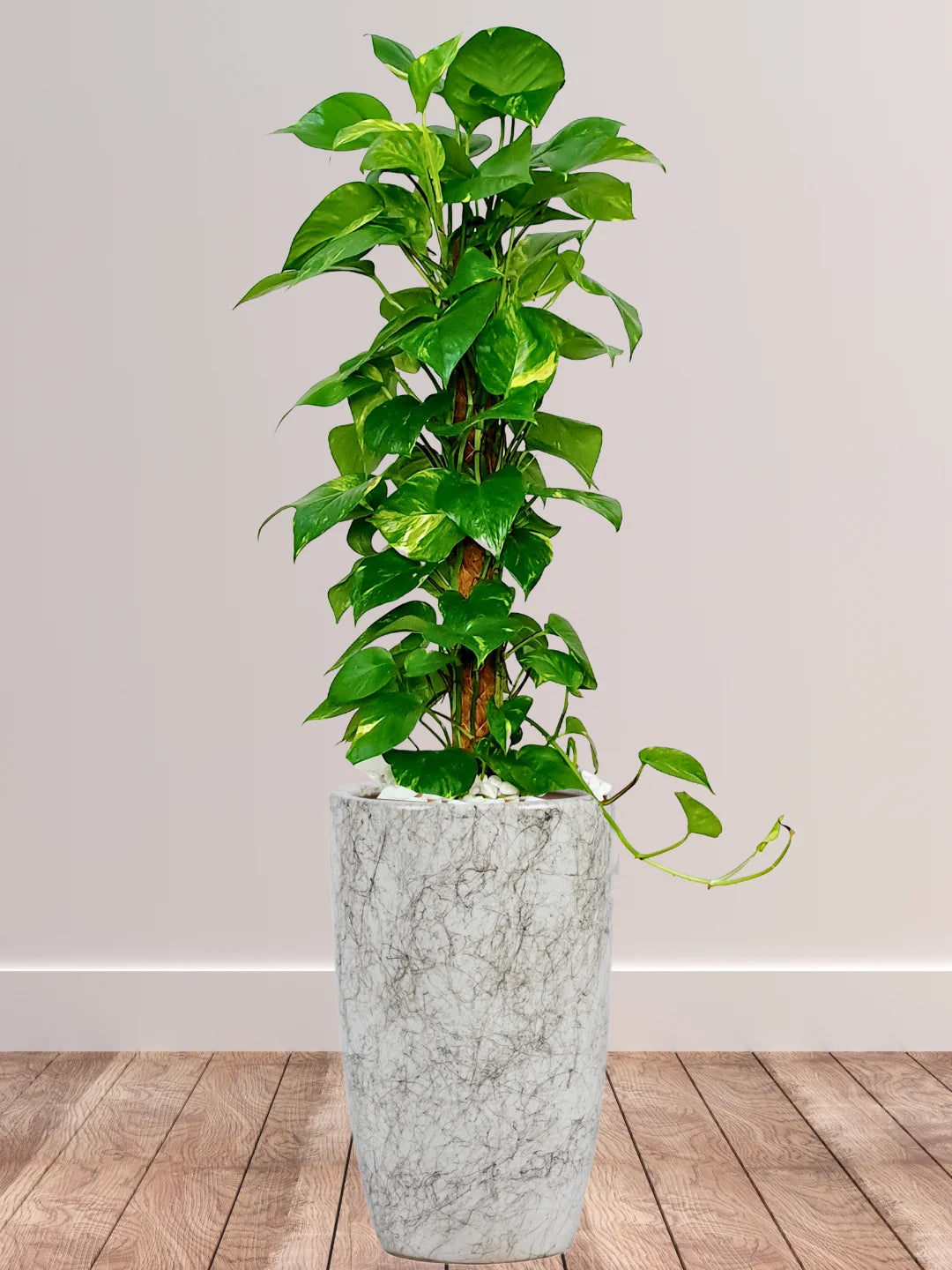 Large-Potted-Money-Plant-in-Marble-Ceramic-Pot