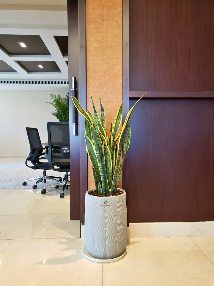 Large-Snake-Plant-in-Grey-Fiber-Pot