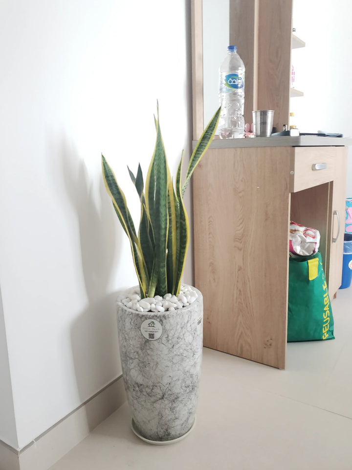 Large-Snake-Plant-in-Marble-Grey-Ceramic-Pot