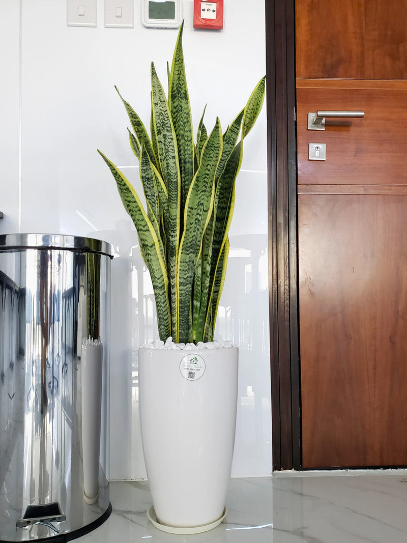 files/Large-Snake-Plant-in-White-Ceramic-Pot.webp