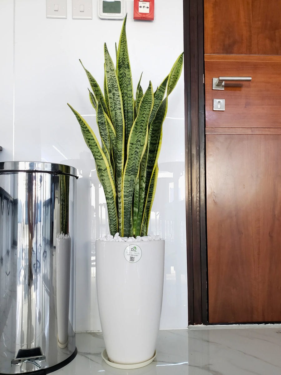 Large-Snake-Plant-in-White-Ceramic-Pot