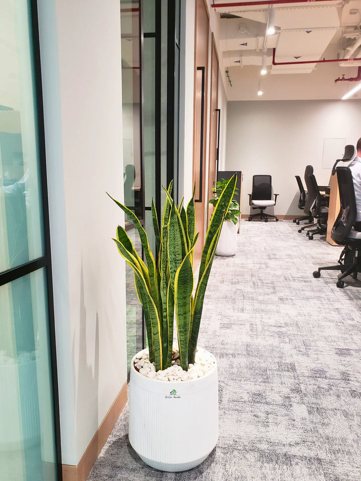 Large-Snake-Plant-in-White-Fiber-Pot