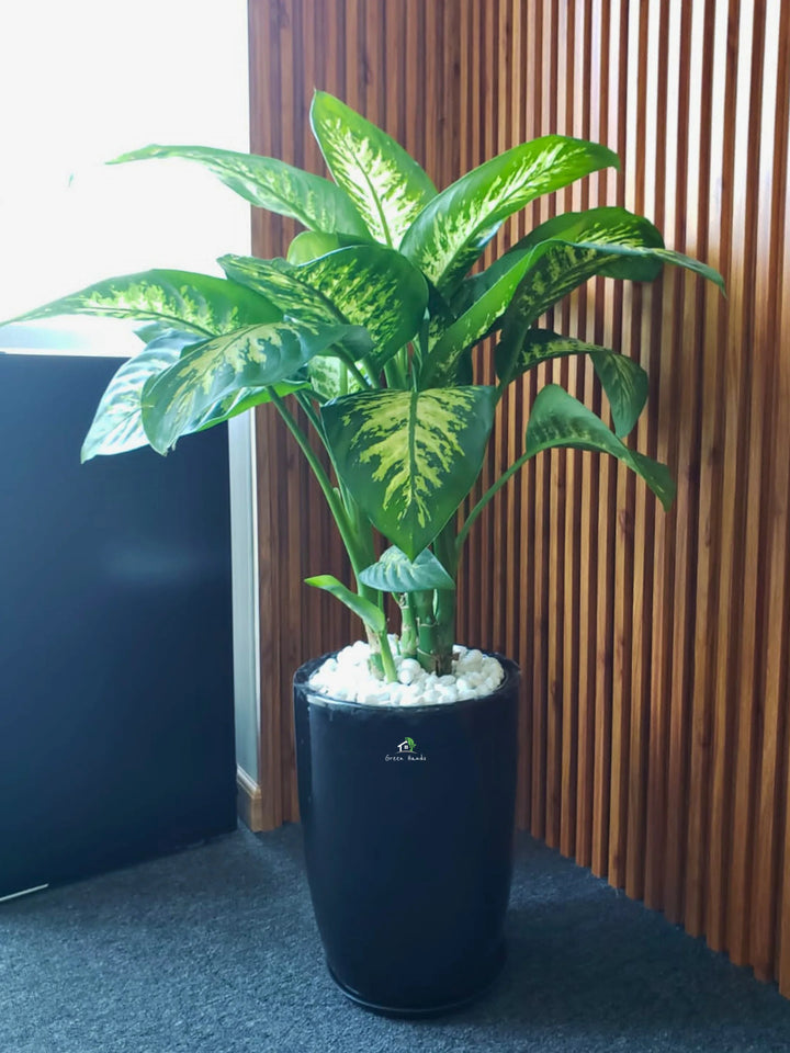 XL Potted Dieffenbachia: The Elegant Indoor Plant