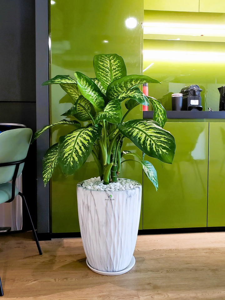 XL Potted Dieffenbachia: The Elegant Indoor Plant