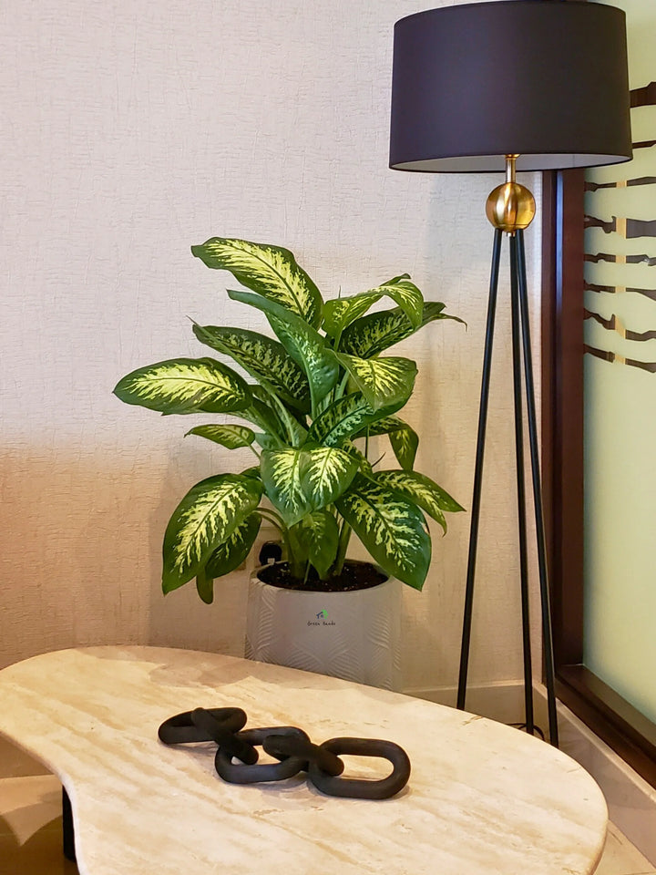 XL Potted Dieffenbachia: The Elegant Indoor Plant