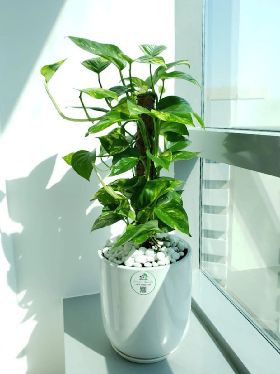 Medium-Money-Plant-in-White Ceramic Pot