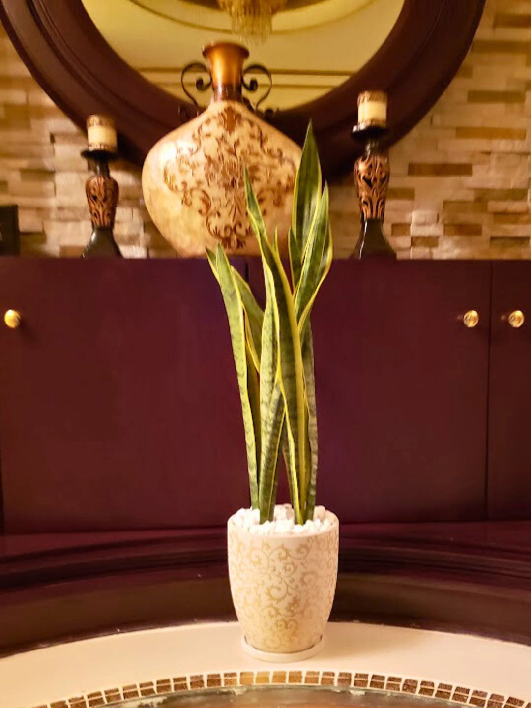 Medium-Snake-Plant-in-Premium-Beige-Floral-Ceramic-Pot