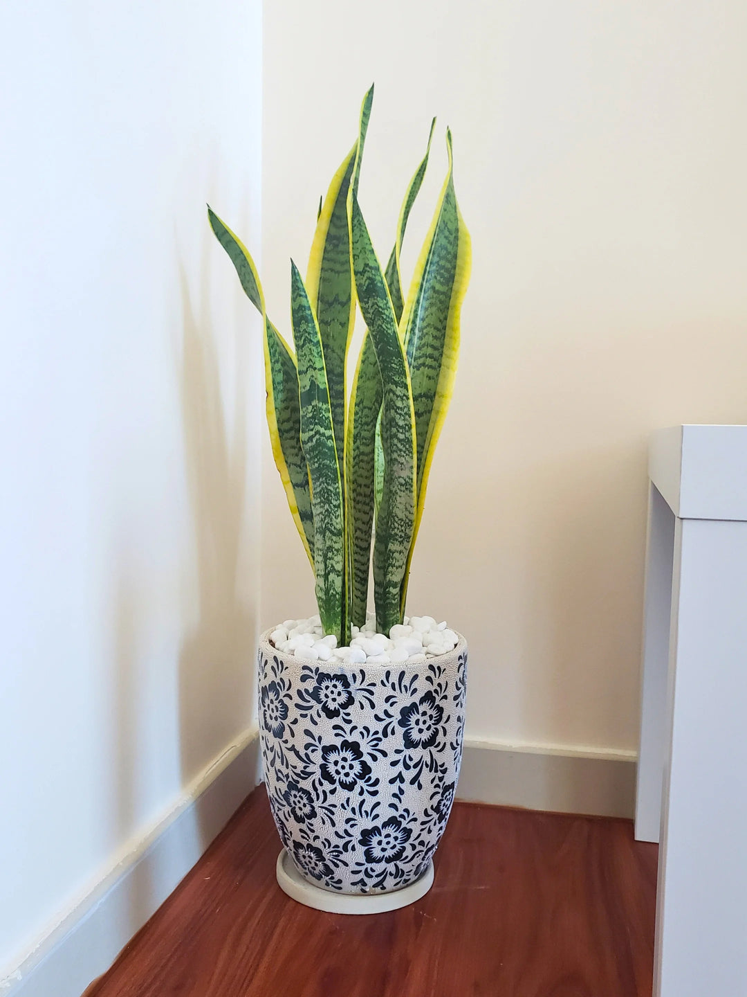 Medium-Snake-Plant-in-Premium-Blue-Floral-Ceramic-Pot