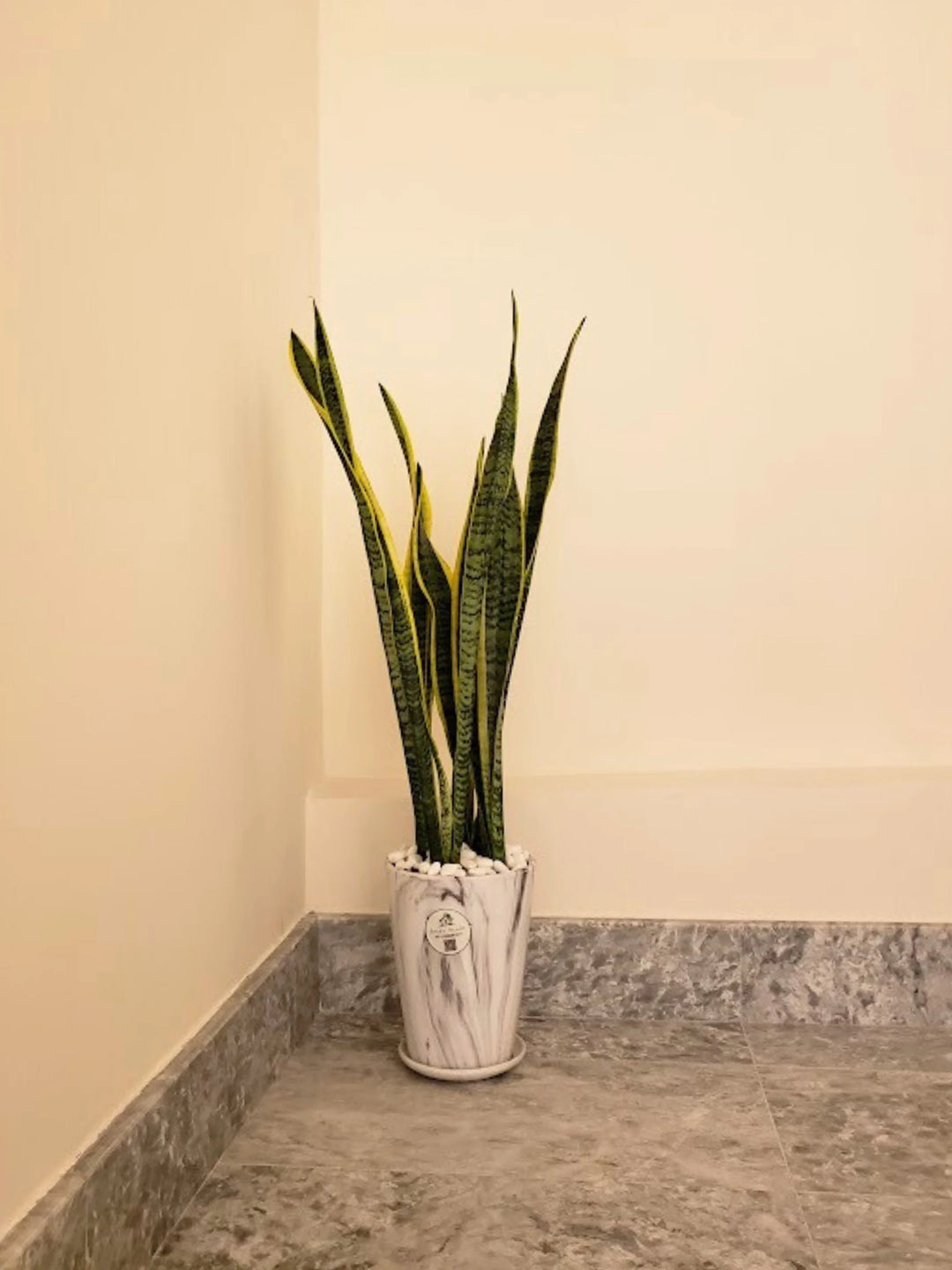 Medium-Snake-Plant-in-Premium-Marble-White-Ceramic-Pot