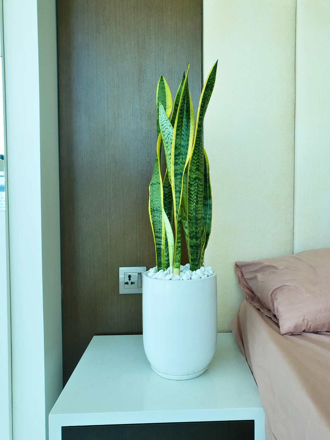 Medium-Snake-Plant-in-White-Ceramic-Pot