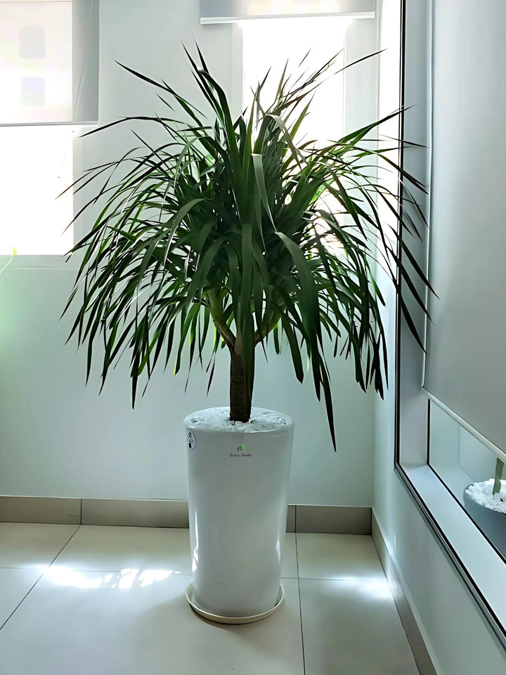 Multihead-Dracaena-in-White-Ceramic-Pot